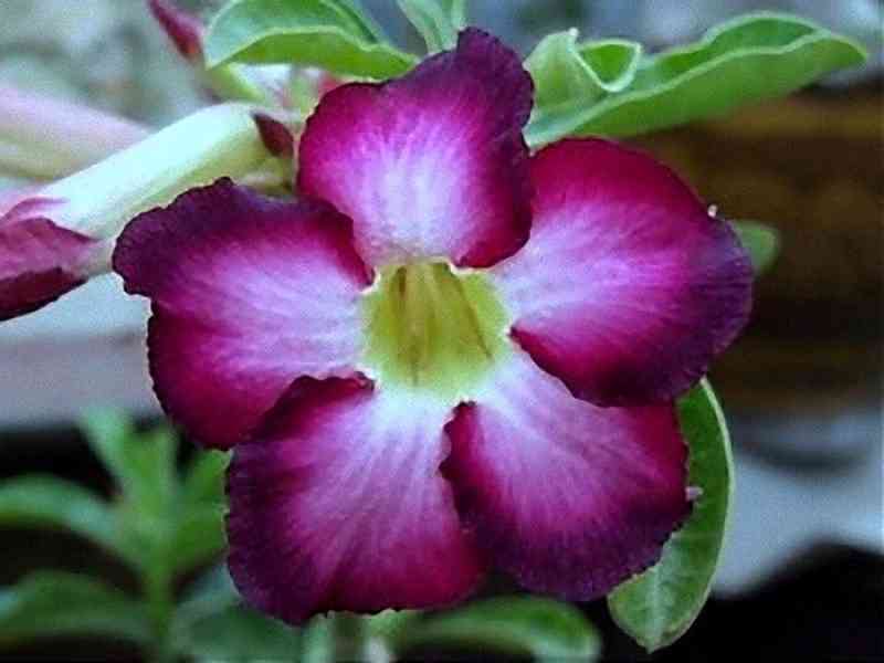 Adenium obesum 'siam violet' - semena