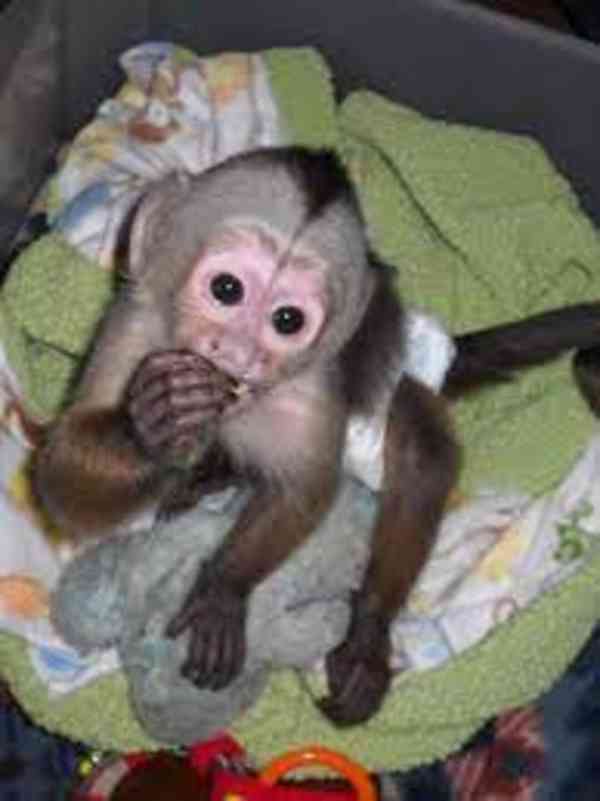 inteligentní opice kapucínu pro adopci