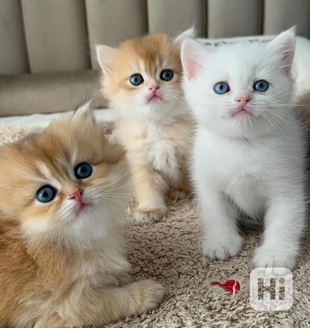 Krásné perské kotě na prodej - foto 1