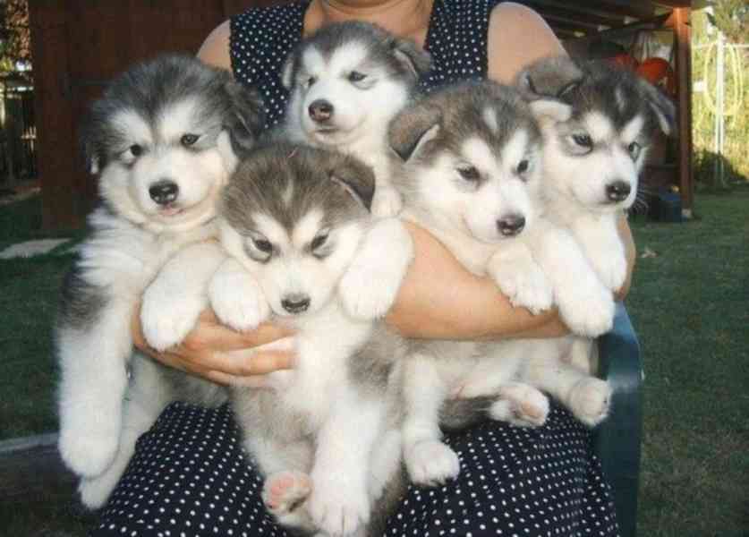 Štěňata huskyho k adopci