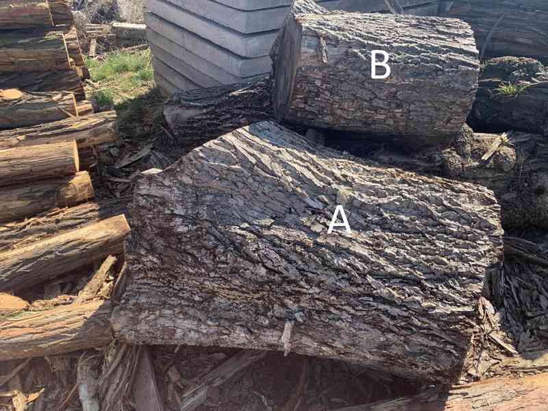 Přesílená kulatina ořech - foto 2