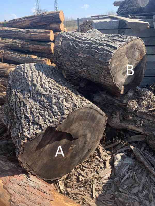 Přesílená kulatina ořech - foto 1