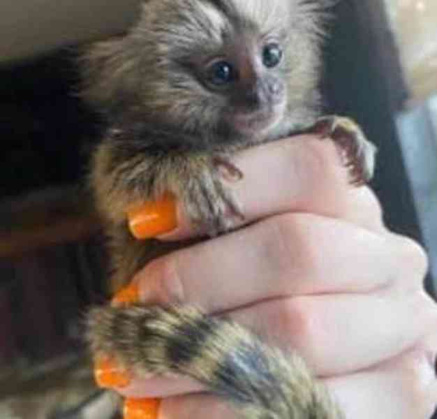 Marmoset Monkey Miminka pro milující domovy. - foto 3