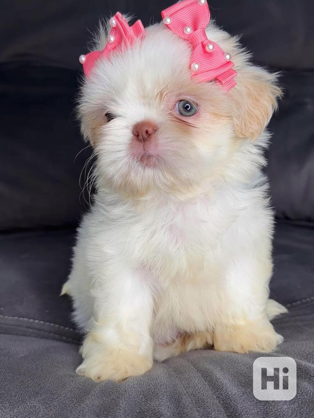 Krásná bílá fenka jorkšírského teriéra Teacup 🐾 - foto 1