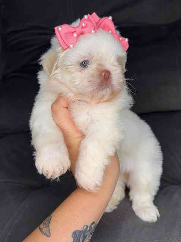 Krásná bílá fenka jorkšírského teriéra Teacup 🐾 - foto 2