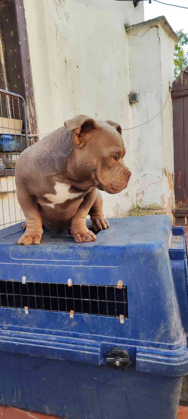 American bully micro - foto 4