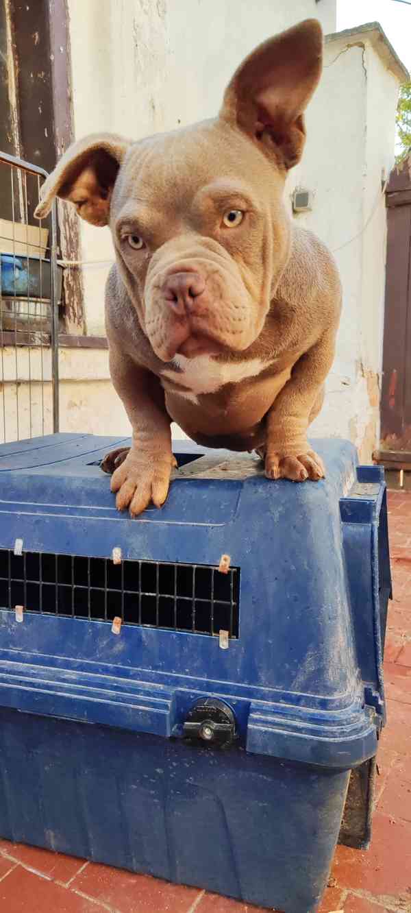 Obrázek k inzerátu: American bully micro