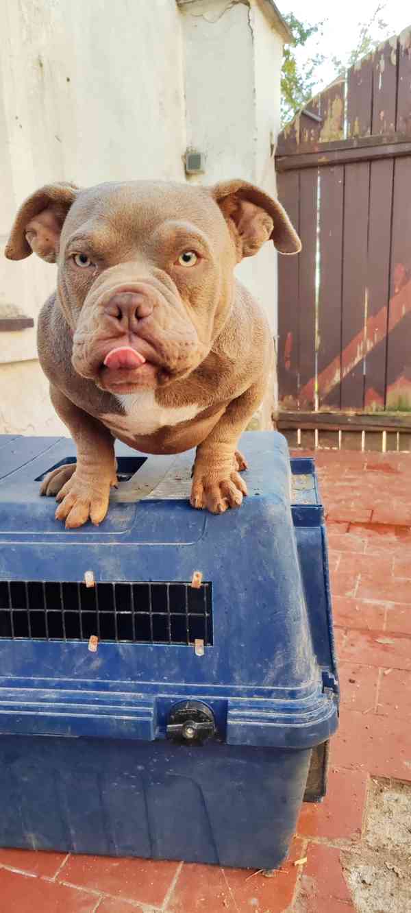 American bully micro - foto 3