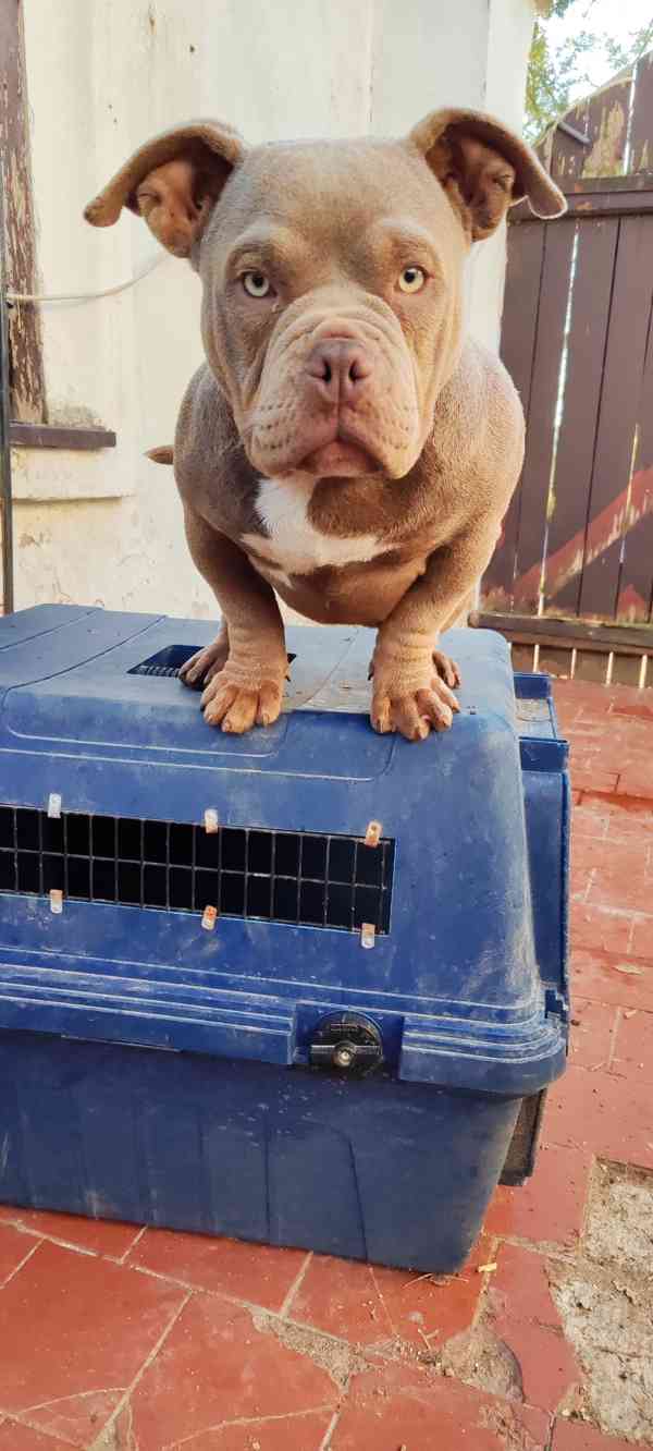 American bully micro - foto 2