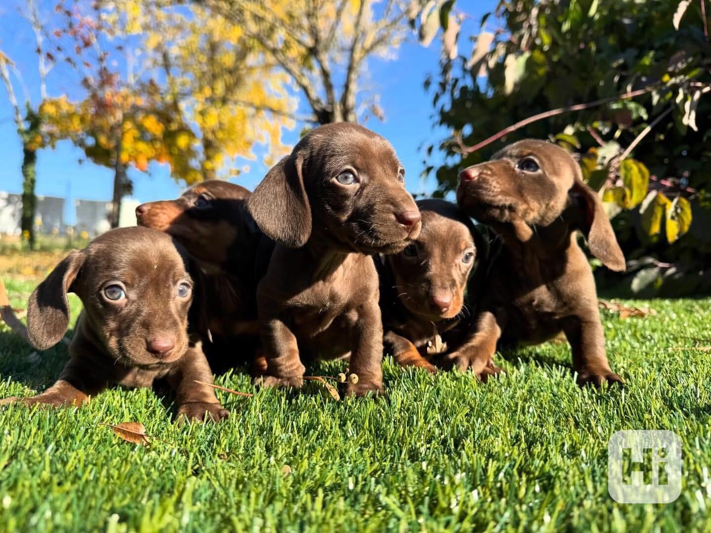 🍫🐾 Rozkošná štěňátka čokoládového jezevčíka - foto 1