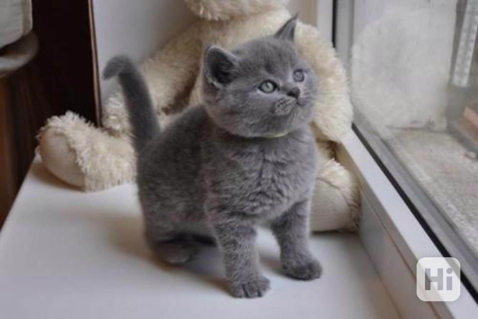 Očkovaná britská krátkosrstá koťata k adopci - foto 1