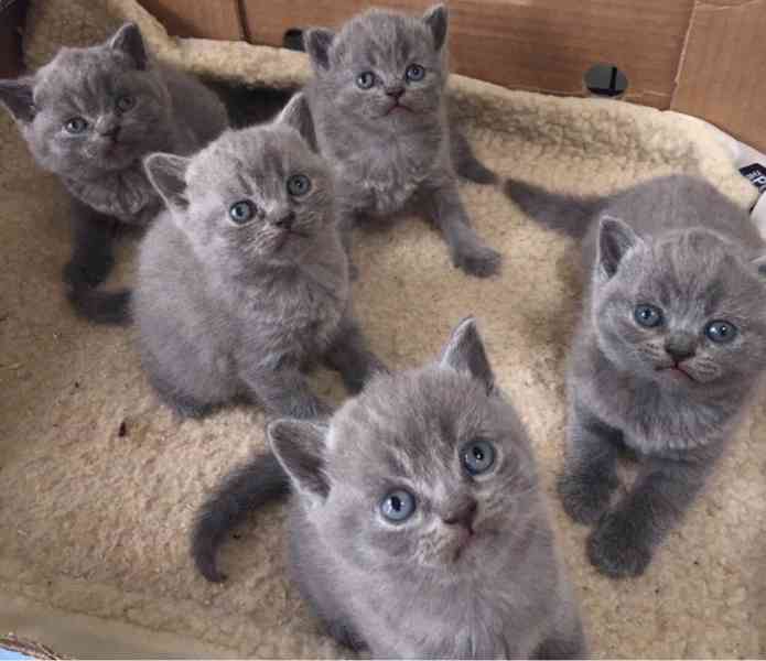 Očkovaná britská krátkosrstá koťata k adopci - foto 2