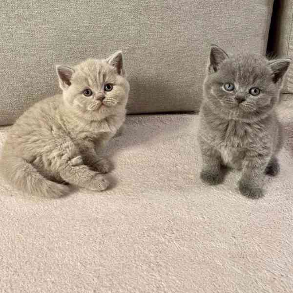 Očkovaná britská krátkosrstá koťata k adopci - foto 3