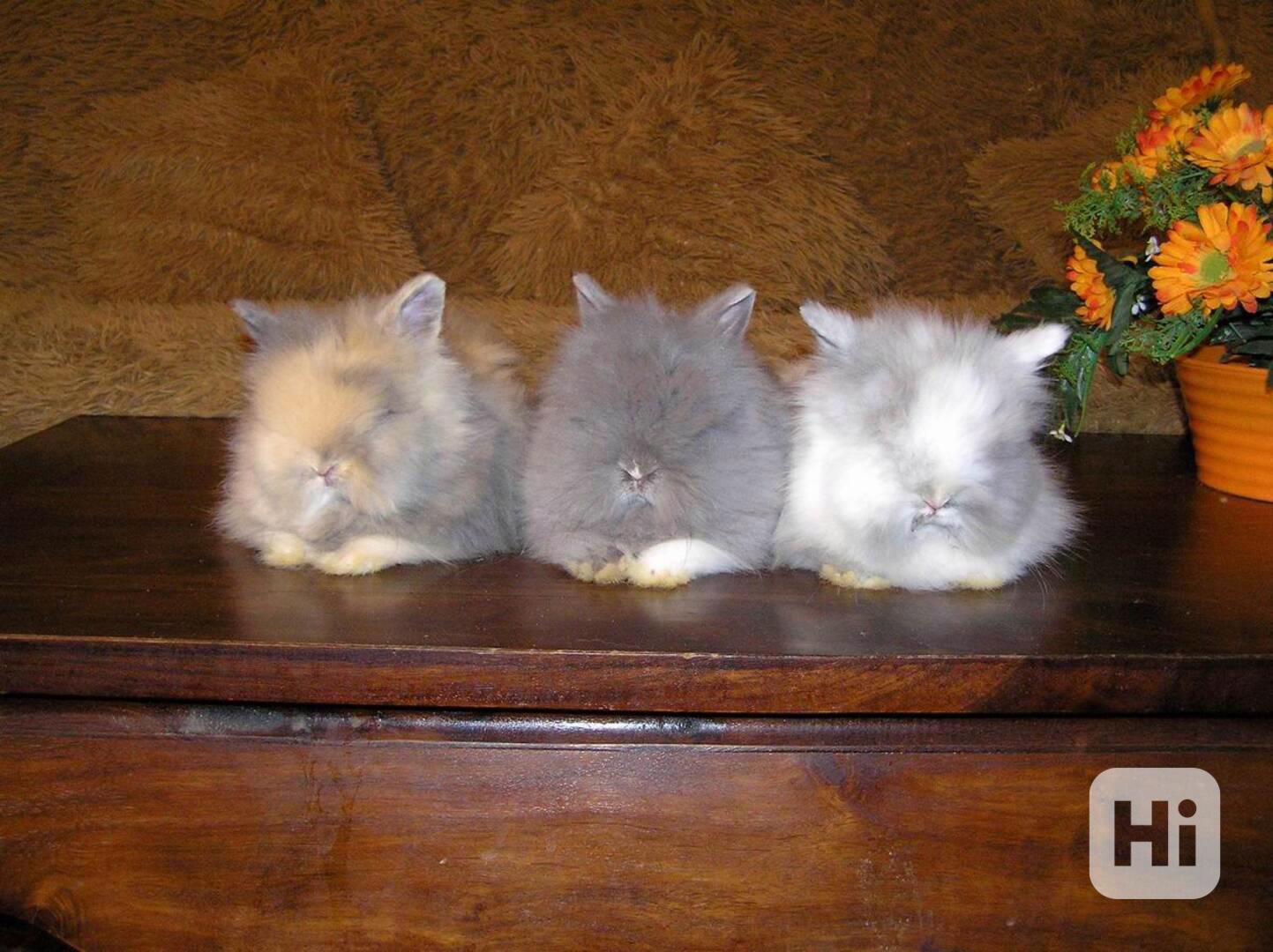 Teddy králíčci zakrslí dlouhosrstí - foto 1