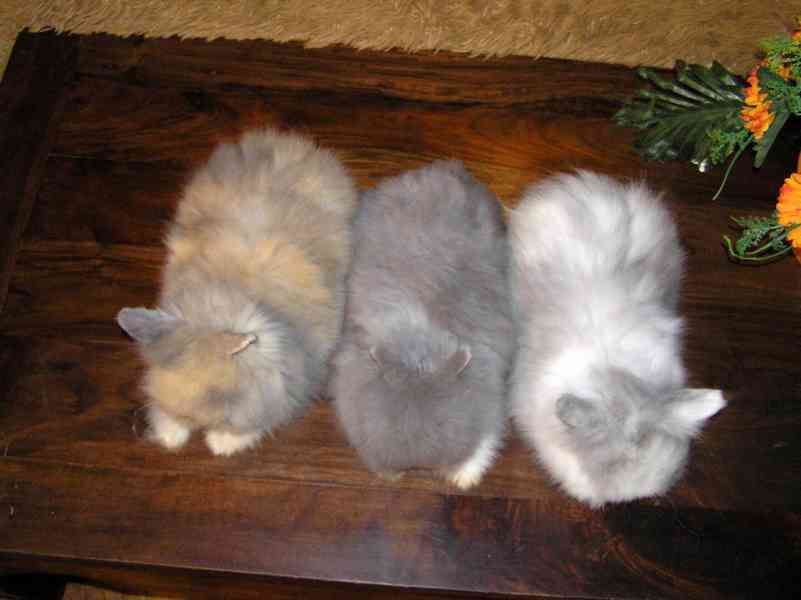 Teddy králíčci zakrslí dlouhosrstí - foto 8