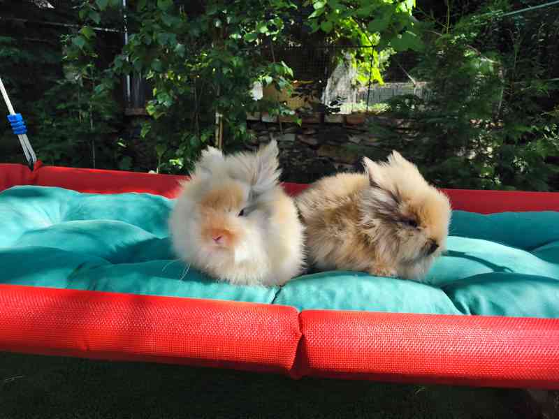 Teddy králíčci zakrslí dlouhosrstí - foto 2