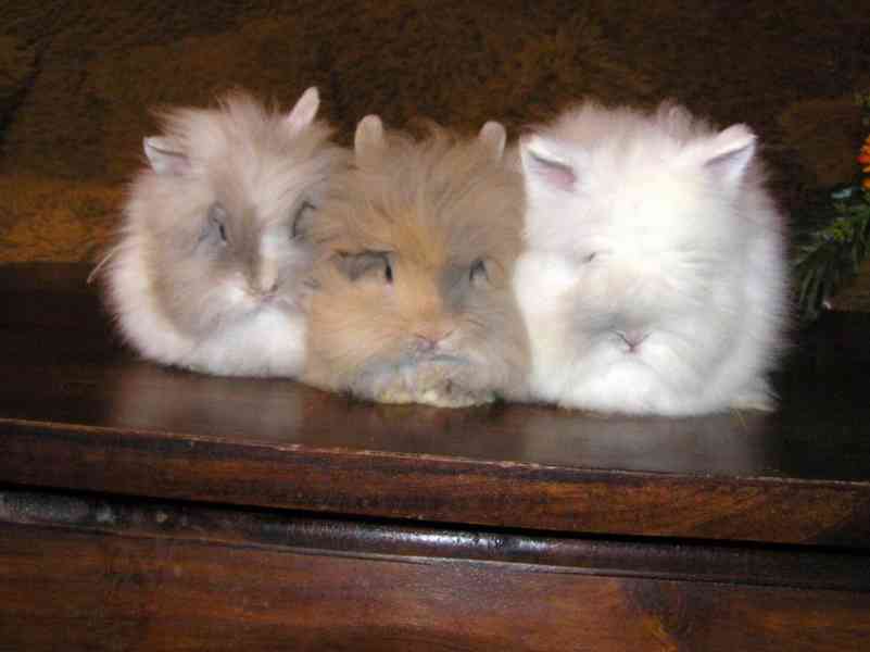 Teddy králíčci zakrslí dlouhosrstí - foto 5