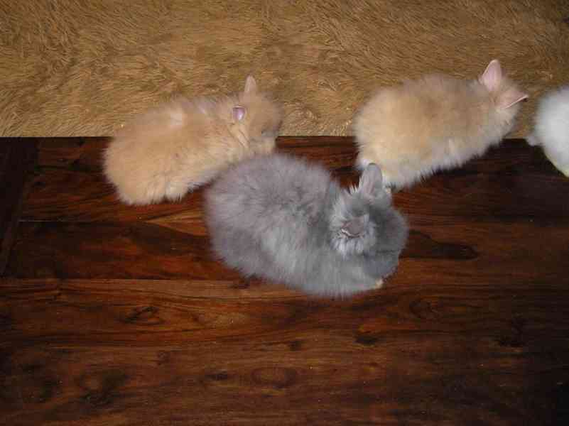 Teddy králíčci zakrslí dlouhosrstí - foto 4