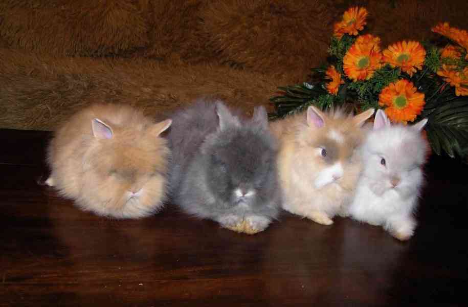 Teddy králíčci zakrslí dlouhosrstí - foto 3
