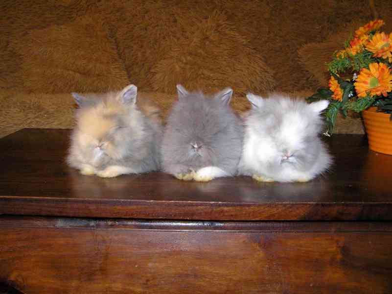 Teddy králíčci zakrslí dlouhosrstí - foto 1