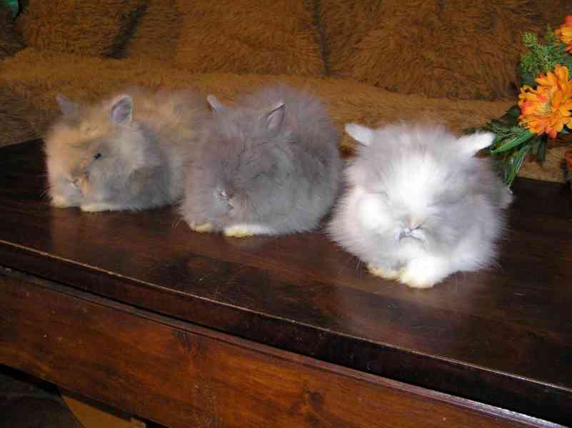 Teddy králíčci zakrslí dlouhosrstí - foto 9