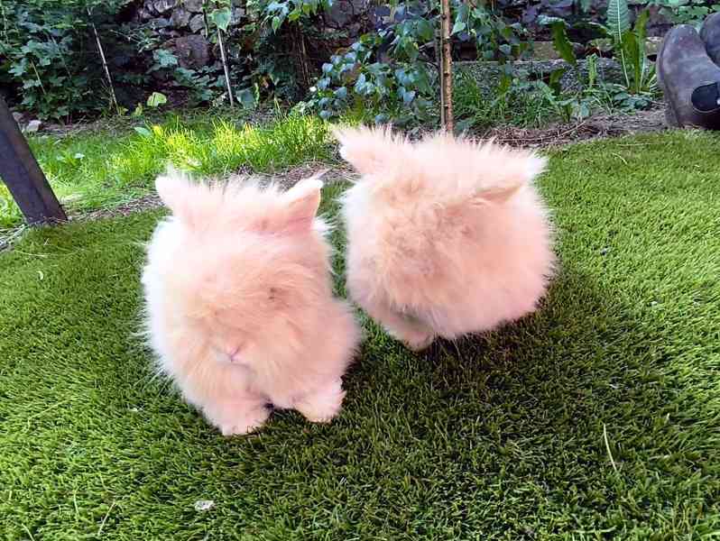 Teddy králíčci zakrslí dlouhosrstí - foto 3