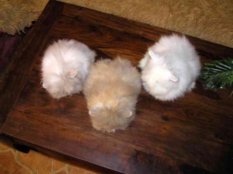 Teddy králíčci zakrslí dlouhosrstí - foto 7