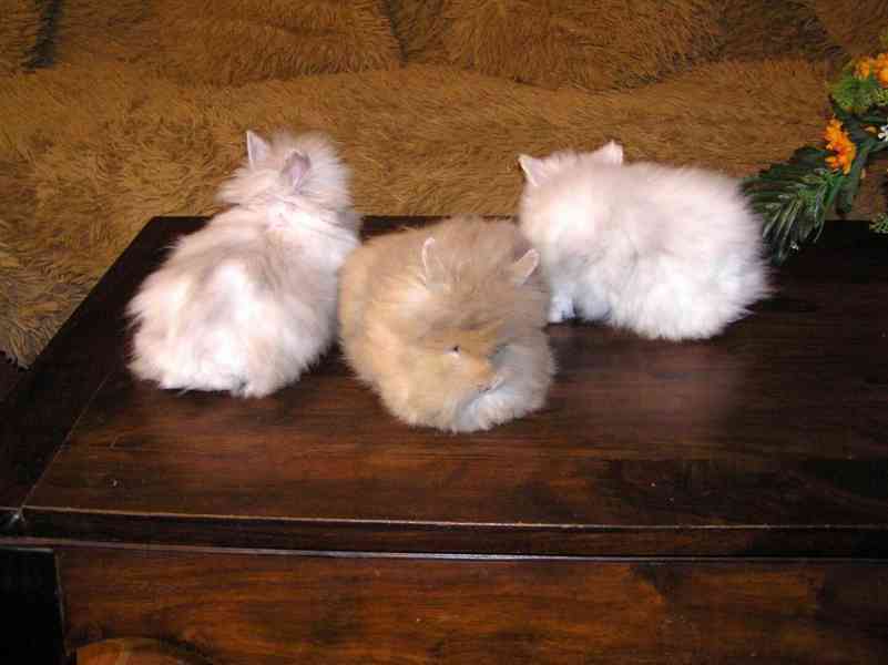 Teddy králíčci zakrslí dlouhosrstí - foto 6