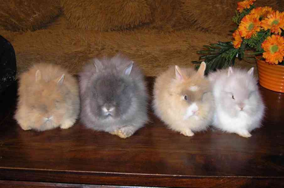 Teddy králíčci zakrslí dlouhosrstí - foto 2