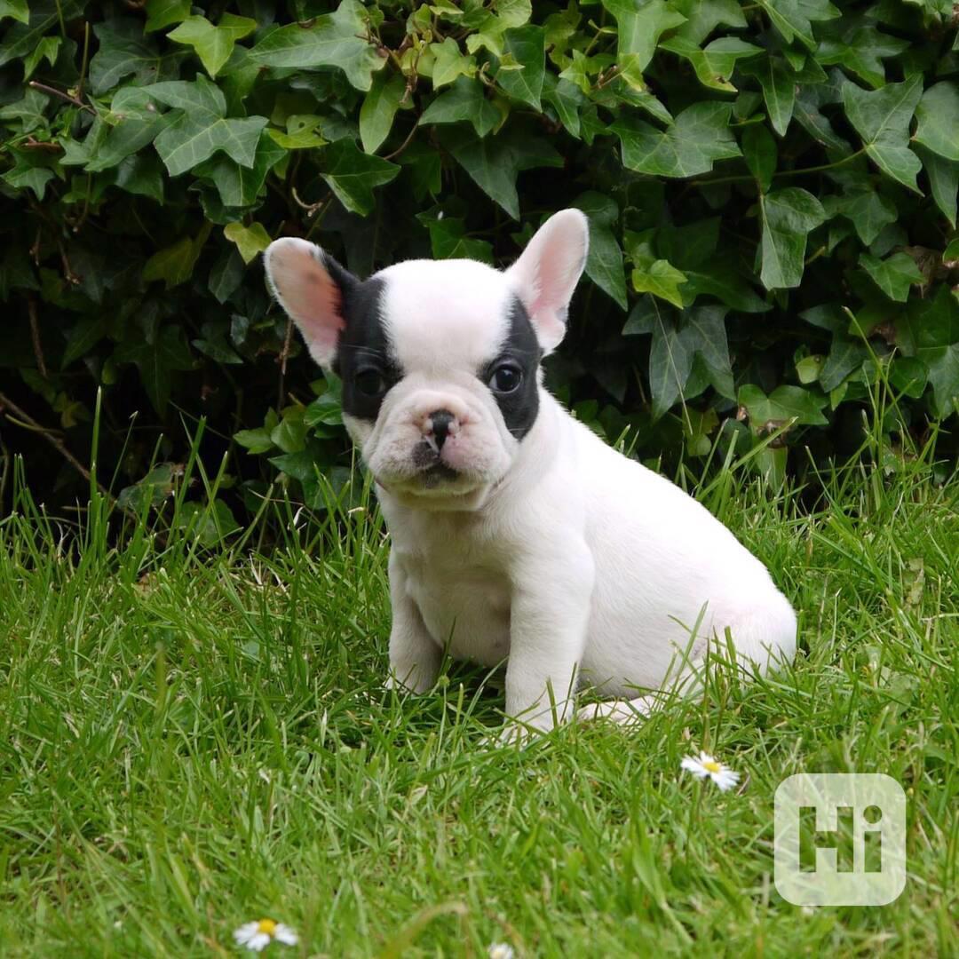 Krásná štěňata francouzských buldočků – samci i samice. - foto 1