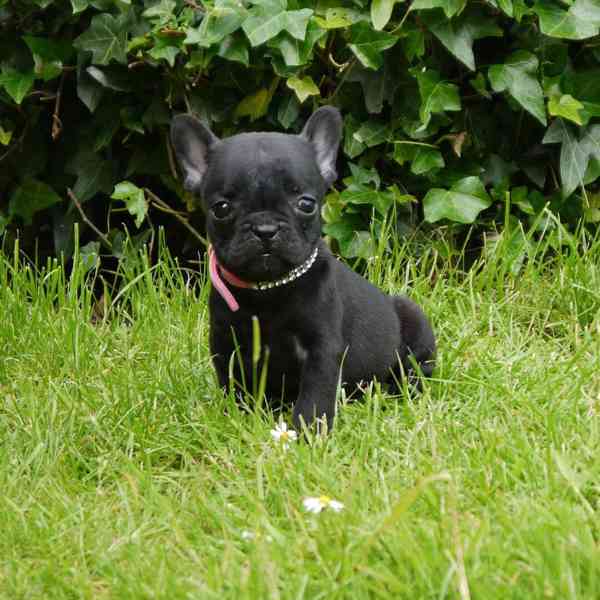 Krásná štěňata francouzských buldočků – samci i samice. - foto 2