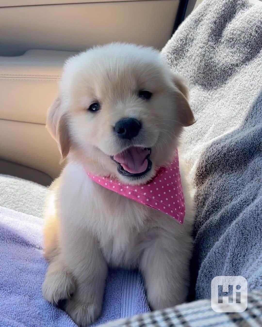 Roztomilé štěně zlatého retrívra zdarma k adopci  - foto 1