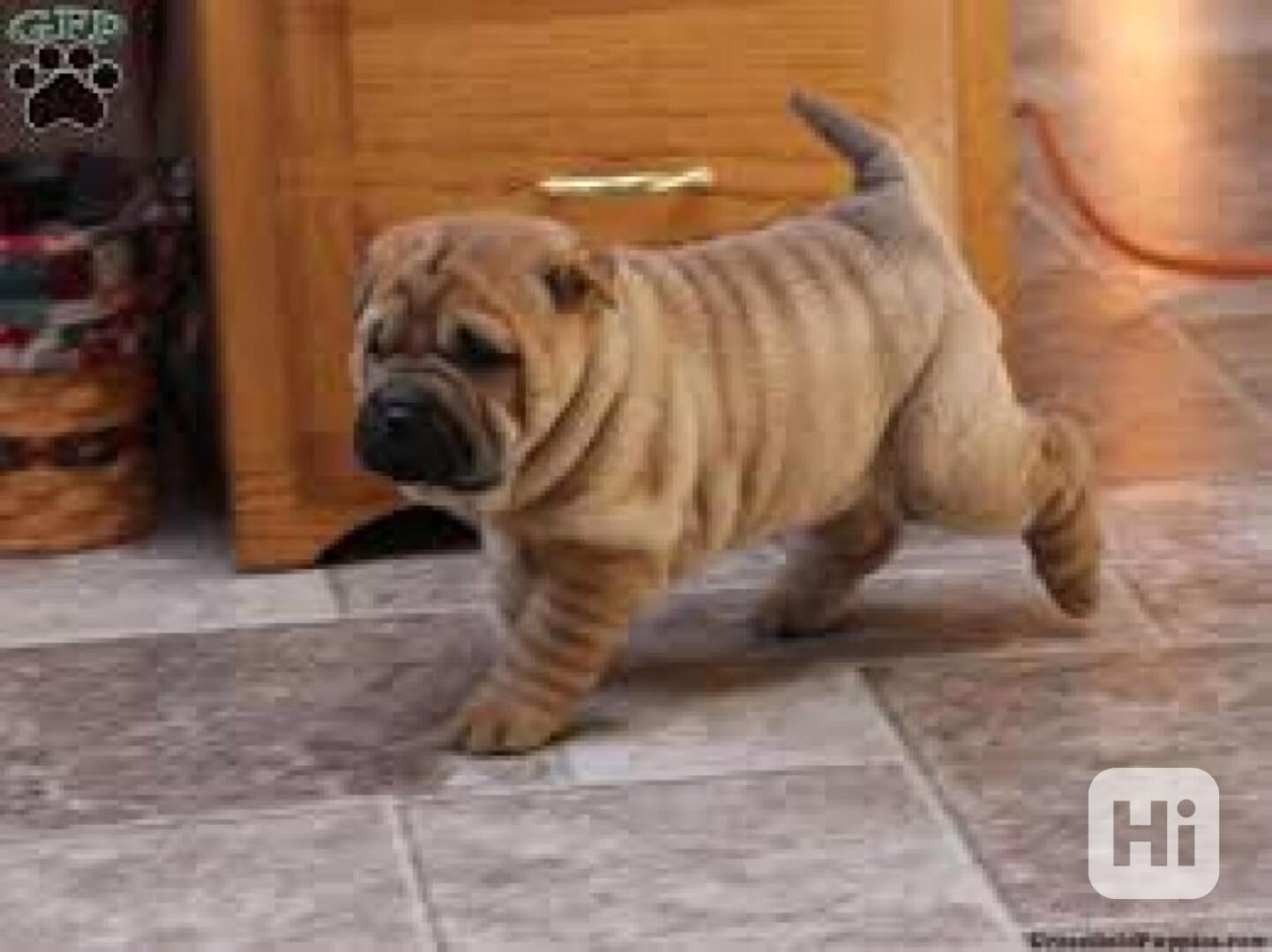 Sladká čínská štěňata Shar-Pei na prodej Jedná se o krásná v - foto 1