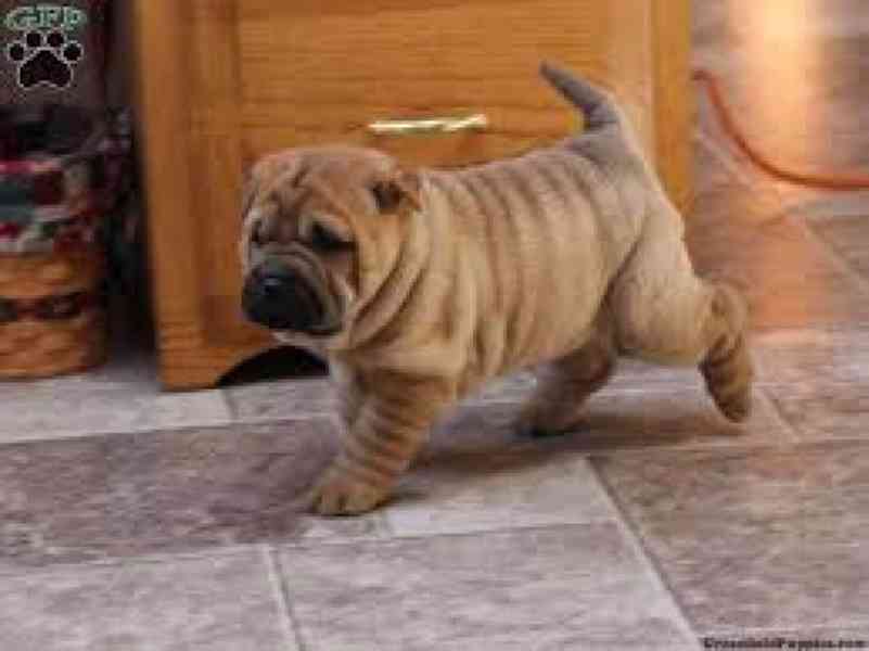 Sladká čínská štěňata Shar-Pei na prodej Jedná se o krásná v - foto 1