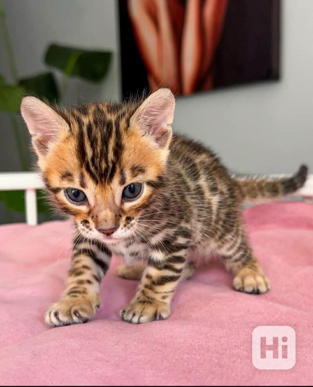 Bengálská koťata - foto 1