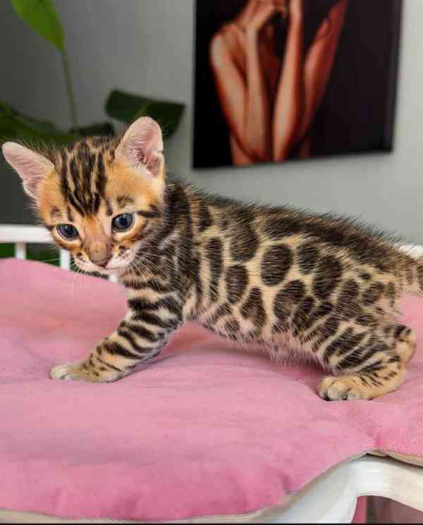 Bengálská koťata - foto 2