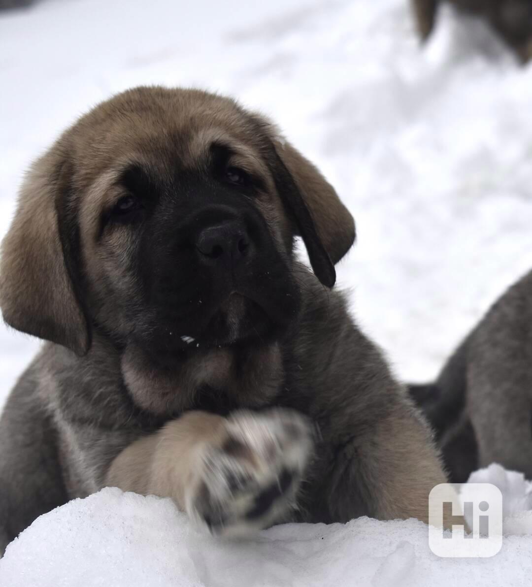 Španělský mastin- nabízíme štěňátka k odběru po 20.lednu  - foto 1