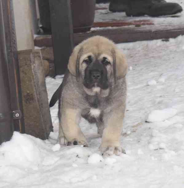 Španělský mastin- nabízíme štěňátka k odběru po 20.lednu  - foto 9