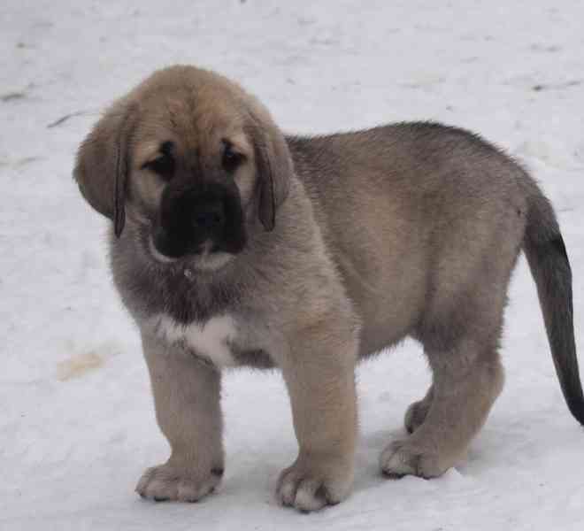 Španělský mastin- nabízíme štěňátka k odběru po 20.lednu  - foto 11