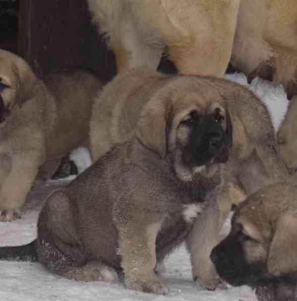 Španělský mastin- nabízíme štěňátka k odběru po 20.lednu  - foto 2
