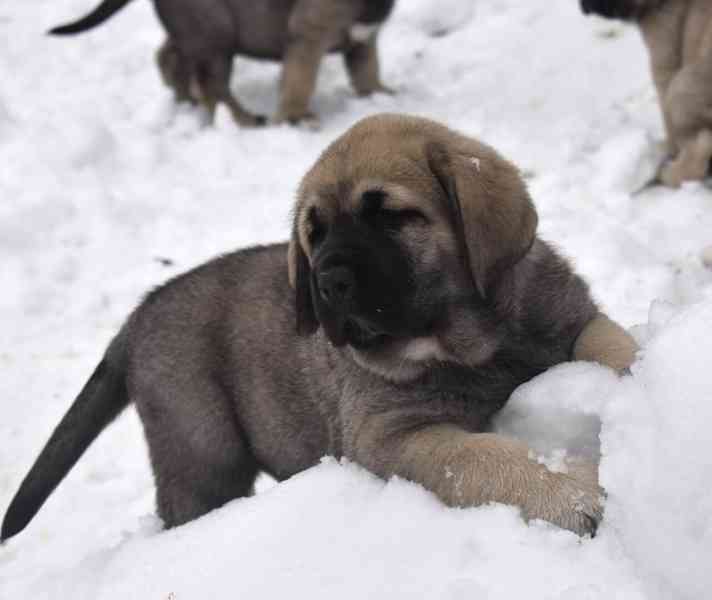 Španělský mastin- nabízíme štěňátka k odběru po 20.lednu  - foto 6