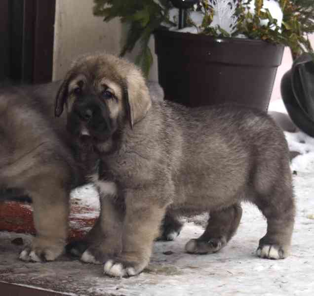 Španělský mastin- nabízíme štěňátka k odběru po 20.lednu  - foto 10