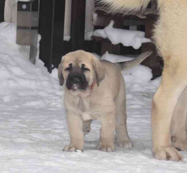 Španělský mastin- nabízíme štěňátka k odběru po 20.lednu  - foto 3