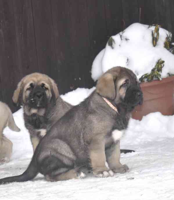 Španělský mastin- nabízíme štěňátka k odběru po 20.lednu  - foto 4