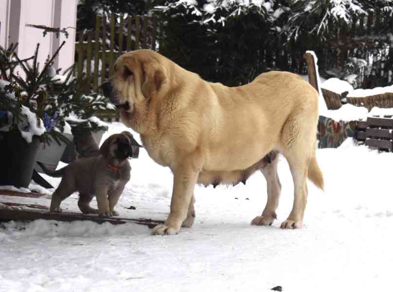 Španělský mastin- nabízíme štěňátka k odběru po 20.lednu  - foto 5