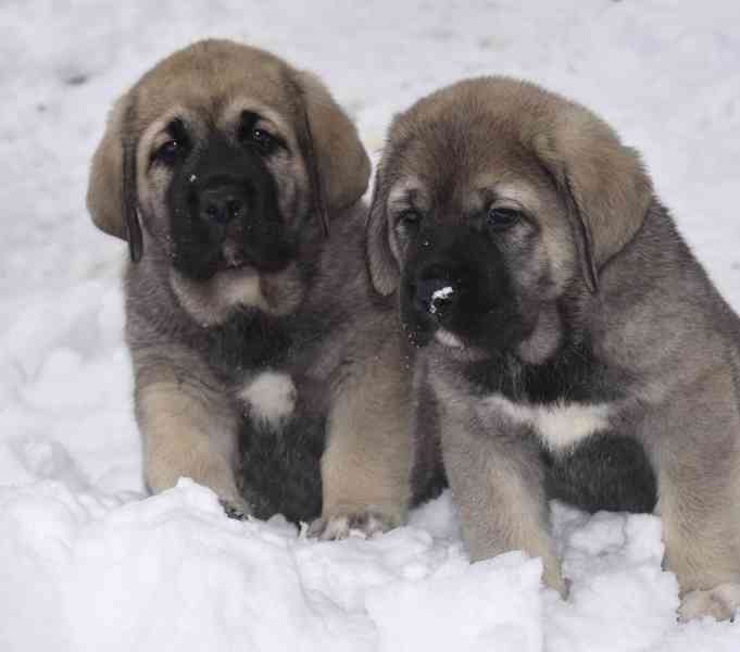 Španělský mastin- nabízíme štěňátka k odběru po 20.lednu  - foto 7