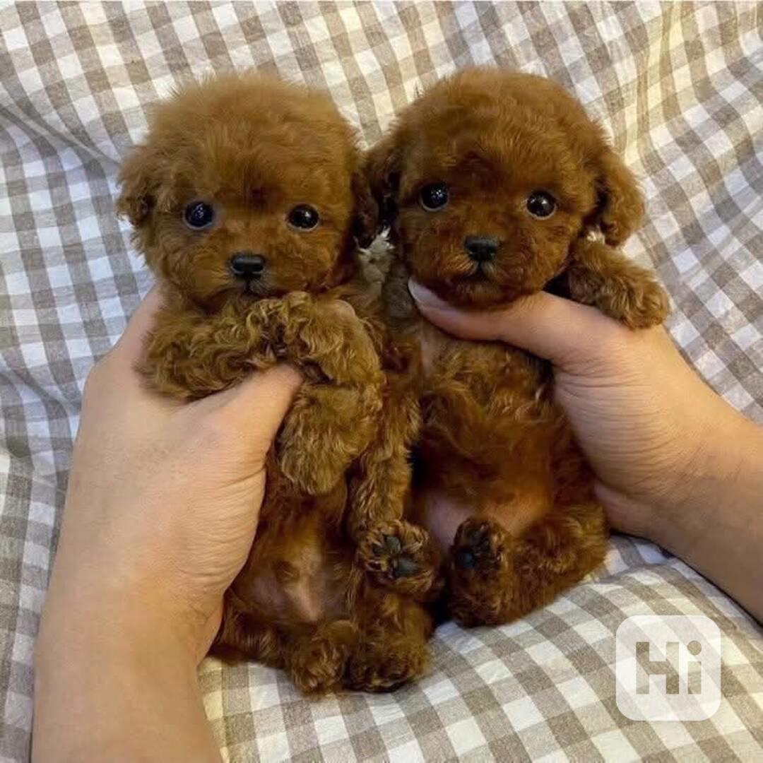 štěňátka pudla - foto 1