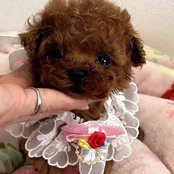 štěňátka pudla - foto 2