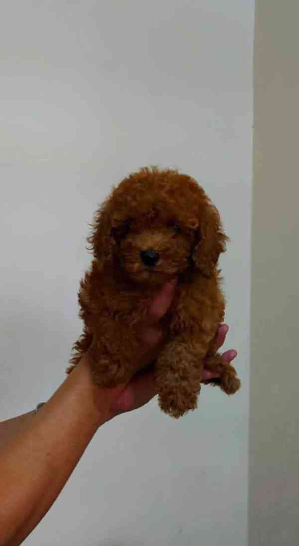 štěňátka pudla - foto 3