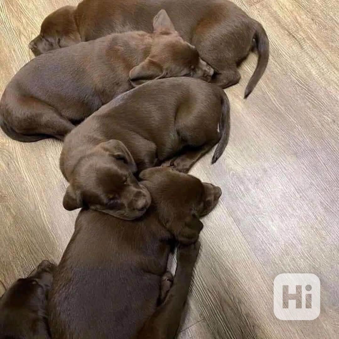 Roztomilý labradorský retrívr - foto 1